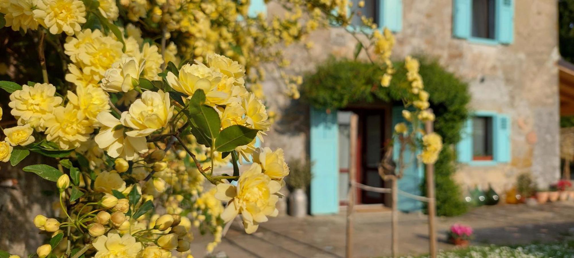 Villa Carla Istrian House, By Istrian Embrace Копер Экстерьер фото